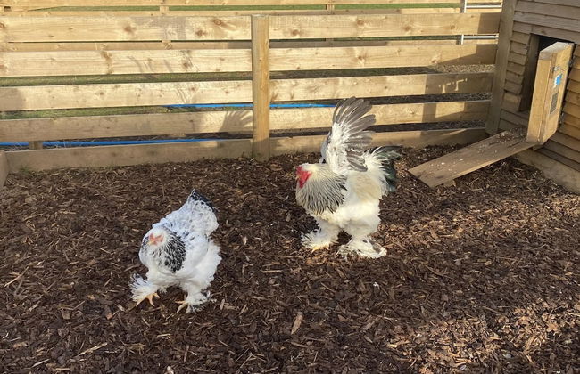 Swift Vogue Edition Caravan - Photo 34