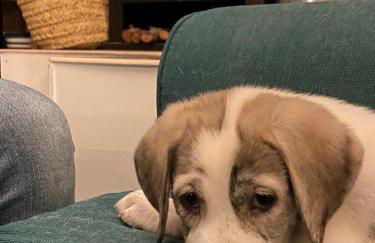 Casa Rural Teja Vieja - Foto 4