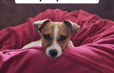 Tiny House - Auszeit im Wald am Badesee - Foto 43