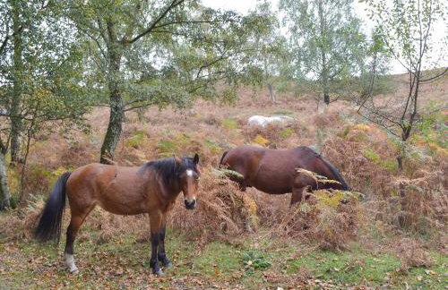Meadow Barn - Foto 24