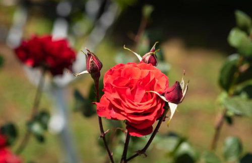 Garden House with Pool, 10min to center - Foto 32