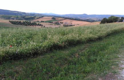 Agriturismo Uliveto Gretacci - Foto 71