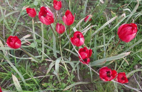 Tulip House - Foto 54