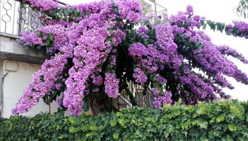 La Bouganville - Foto 5