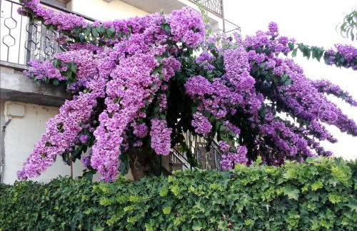 La Bouganville - Foto 5