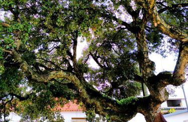 AMEIO - Country House - Foto 37