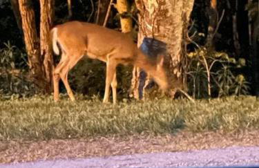 Eagles Nest on Seven Devils - Foto 44