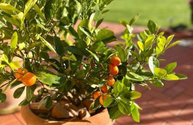 Ferienwohnung-Brockenblick - Foto 21