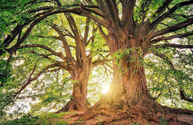 6 Person Holiday Home in Blentarp-by Traum - Foto 13