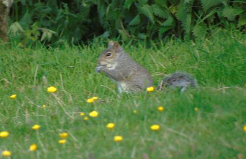 Pwllgwilym B & B - Foto 32