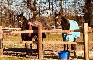 Wunderschöne Ferienwohnung mit Balkon auf dem Bauernhof - Foto 39