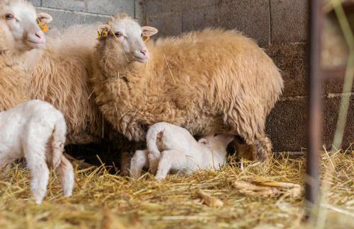 Casa da Eira "Lavoura da Bouça - Fruta Bio" - Foto 7