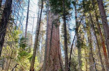 Modern House on 5 acr in Sequoia National Forest - Foto 41