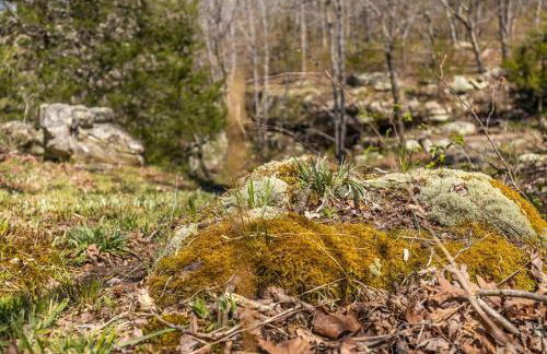 Baca Cabin Near Compton, Ponca, Buffalo River, Trails - Foto 10