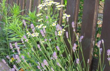 Ferienwohnung Jena-Zoellnitz - Foto 24