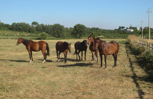 Tenuta Vallenoci - Foto 13