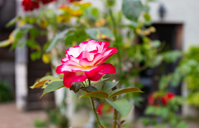 La Normande - Foto 24