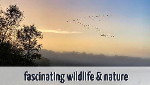 Wiesengeflüster Apartment 433 in Klink mit Müritzblick, Balkon und Strandnähe - Foto 4