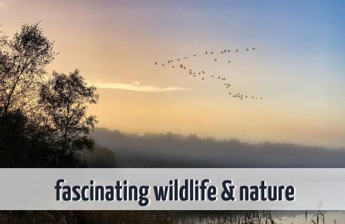 Apartment mit Seeblick - 950 m zum Hundestrand - Wiesengeflüster - Foto 37