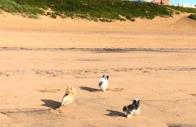 Sea Breeze Holiday Chalet - Foto 14