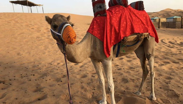 Ras al Khaimah Desert Camel Ride - Foto 4
