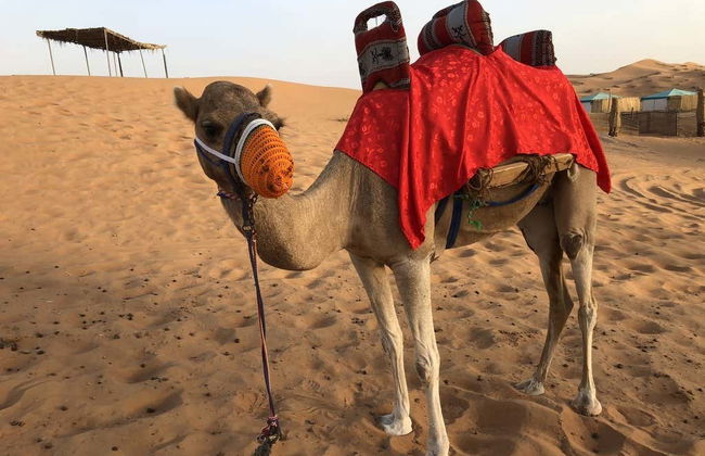 Ras al Khaimah Desert Camel Ride - Foto 4