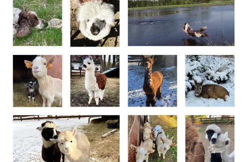 Gospodarstwo Agroturystyczne Zasadkowe Bory - Foto 44