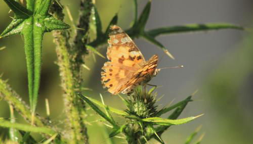 Ferienwohnungen Gastager - Foto 5, Garden