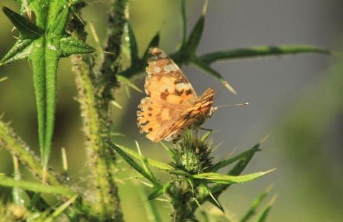 Ferienwohnungen Gastager - Foto 5