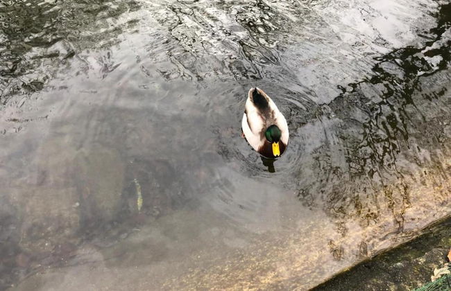 Cozy Holiday Home in Lesterny near Lake - Foto 25