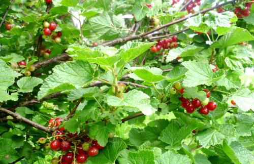 Agriturismo Podere dei kiwi - Foto 38