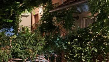 Musa Paradisiaca - Foto 3