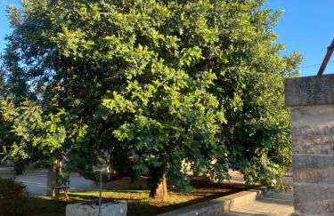 Masseria Montanari - Foto 6