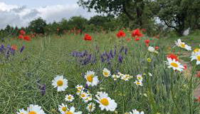 Apartament Pod Dębiną - Foto 4, Garden