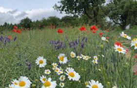 Apartament Pod Dębiną - Foto 4