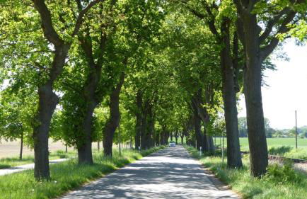 Gut-Rattelvitz-Galerie-D-hochwertig-Sauna-Kamin-eTankstelle-Spielscheune-15-000qm-Parkland - Photo 68