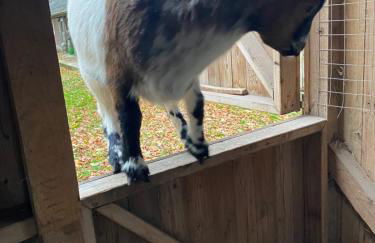 Ferienwohnung auf einem Resthof zentral gelegen mit viel Natur und Tieren - Foto 24