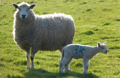 East Harwood Farm Cottage Timberscombe - Foto 20