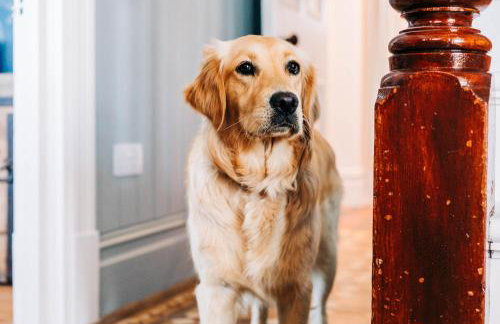 Bryn Berwyn Country House Tresaith - Foto 41
