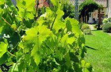 Zum Winzer - Foto 25