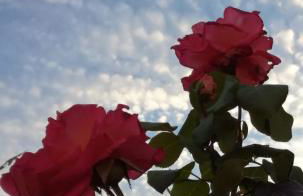 Maisonnette de charme entre plages et estuaire - Foto 12