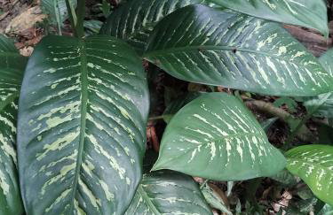 Campo e mar Bertioga - Foto 13