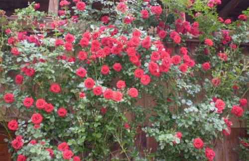 Apartments Iža Na Trem - Foto 28