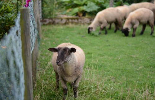 Ferienwohnung im Kuhstall - Foto 15