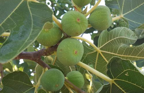 Country House Iva - Foto 13