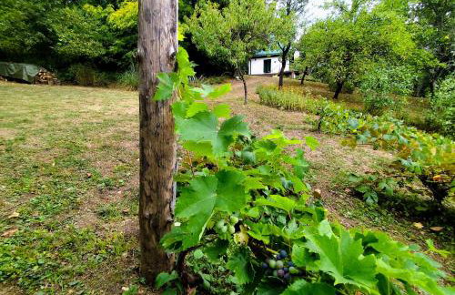 UNDER THE GREEN ROOF - Foto 33
