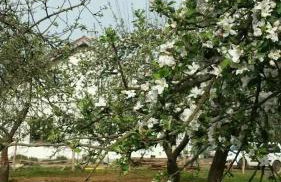 Agroturystyka Zaborski Sad - Foto 46