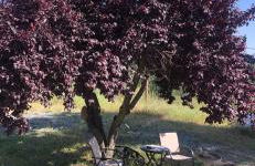 The Sequoia guesthouse - Foto 6