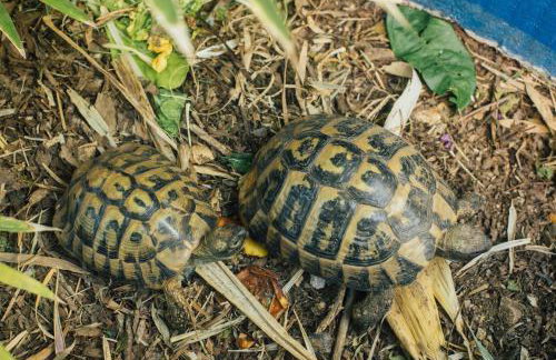 Villa Tropica, total privacy, tropical garden and private pool - Photo 70