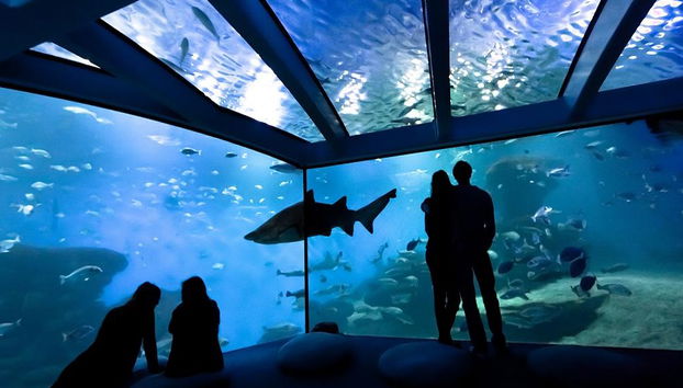 Palma Aquarium - Ticket - Foto 2